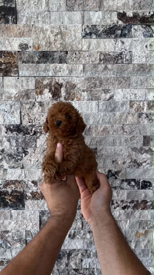 Biblo Güzelliğinde Red Brown Teacup Poodle Bebekler