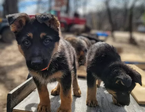 Düşük Bel Show Kalite Alman Kurdu Yavrularım