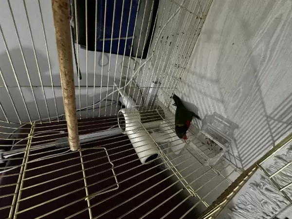 Mükemmel Yavru Gökkuşağı Lori Papağanı