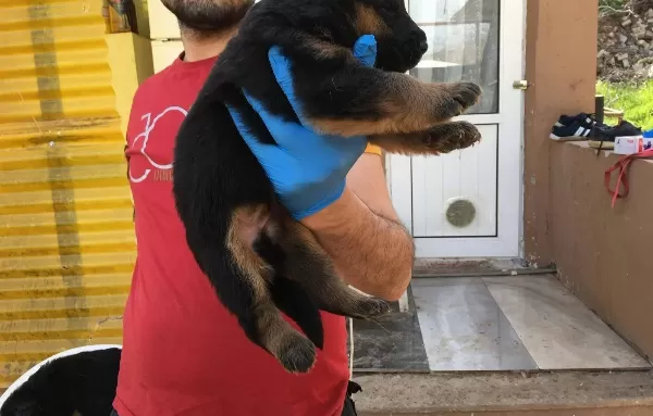 A Kali Te Safkan Alman Kurdu Yavrularimiz