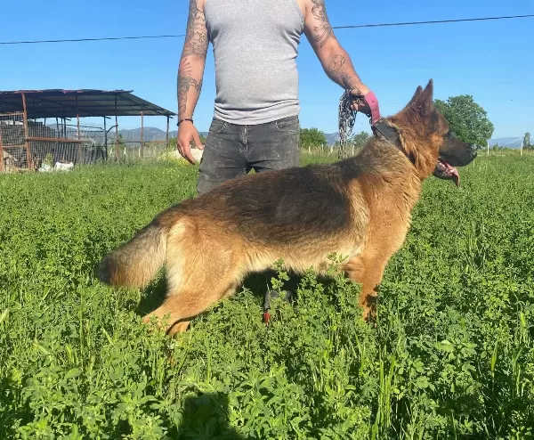 A Kali Te Safkan Alman Kurdu Yavrularimiz