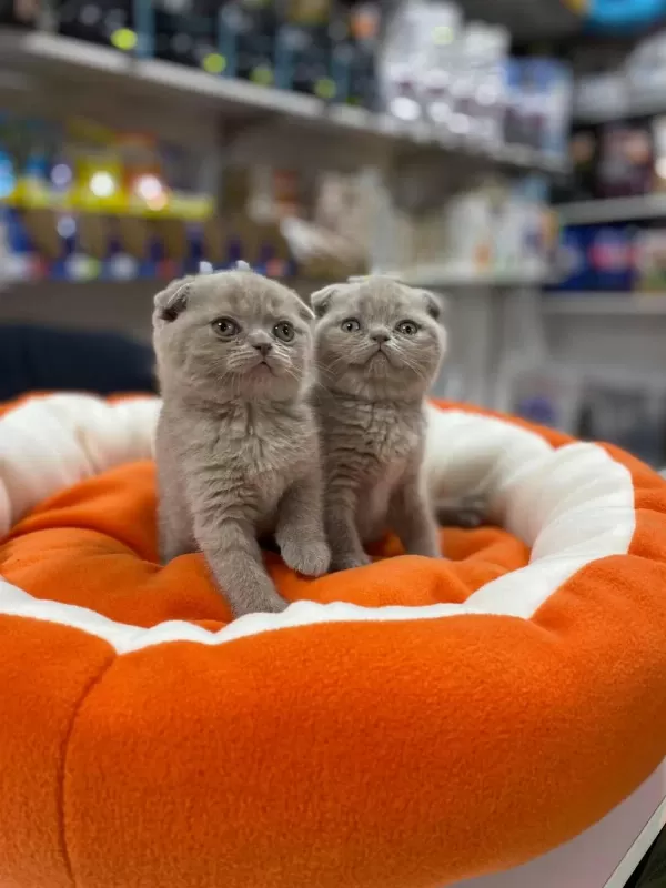Safkan Biblo Güzelliğinde Scottish Fold