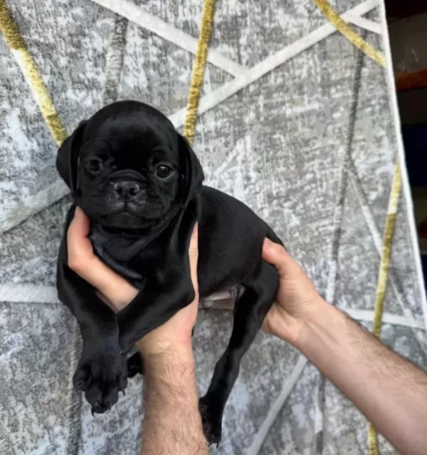 Pi Nk Ve Si Yah Pug Yavrulari