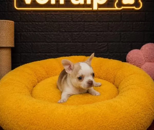 Chi̇huahua Bebekler Vonalp Petshop Dan