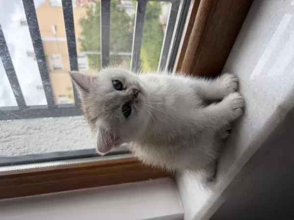 Ocean Blue Prenses British Shorthair