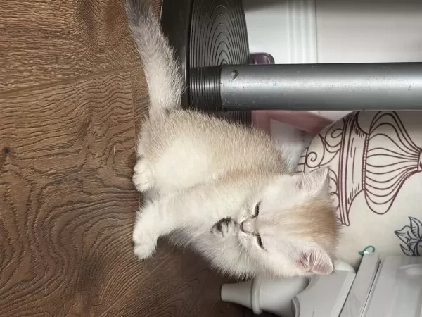 Ocean Blue Prenses British Shorthair