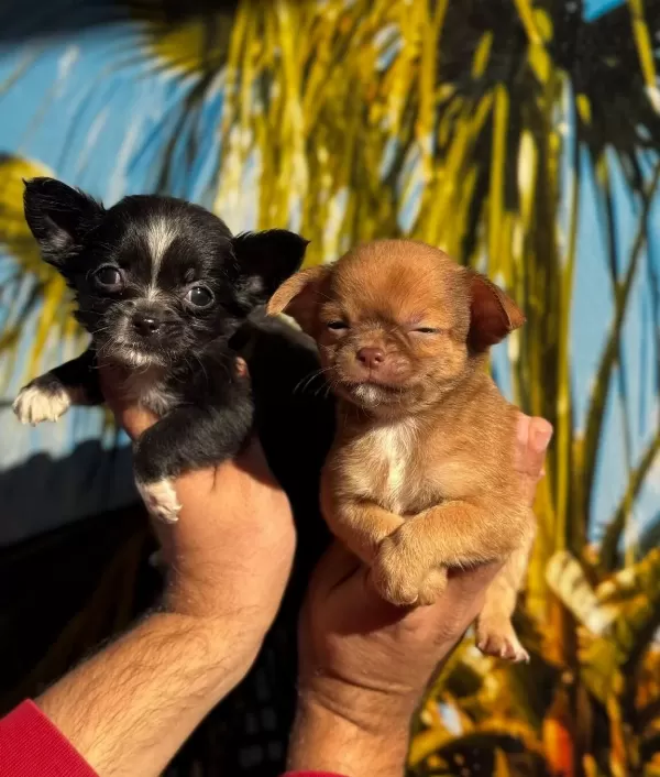 Elma Kafa Mini Chihuahua