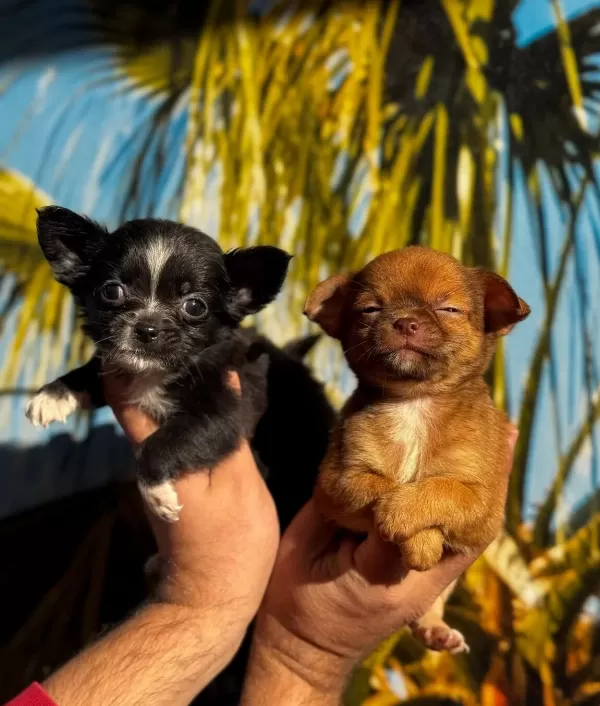 Elma Kafa Mini Chihuahua