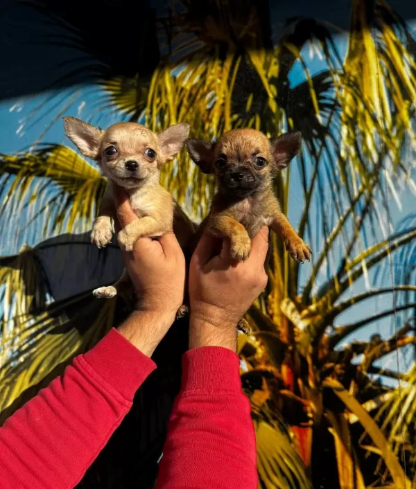 Elma Kafa Mini Chihuahua