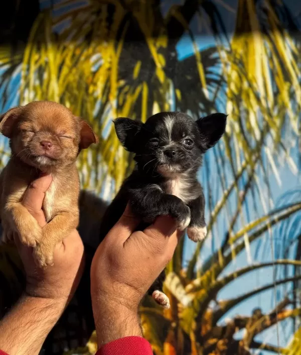 Elma Kafa Mini Chihuahua