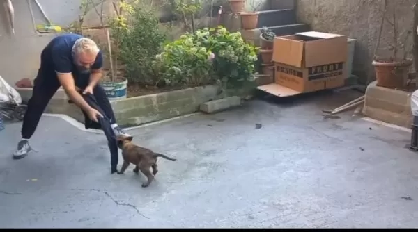 Belçika Kurdu Erkek Aşılı Yavrumuz