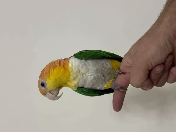 Konuşan Caique 81 İle Gönderim Mevcut