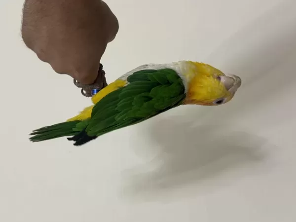 Konuşan Caique 81 İle Gönderim Mevcut