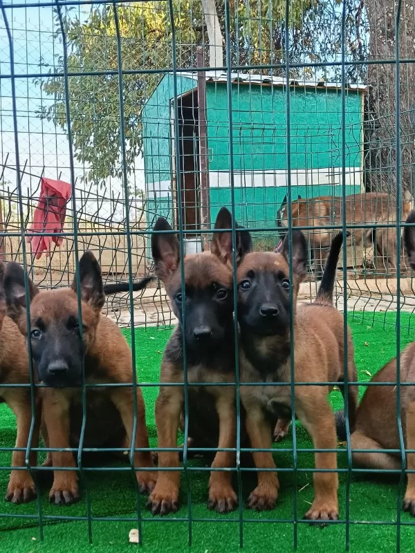 1 Sinif Working Line Belgian Malinois