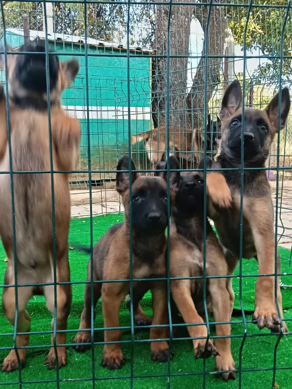 1 Sinif Working Line Belgian Malinois
