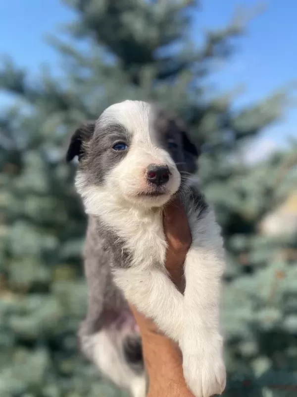 Petmode Köpek Çiftliğinden Border Collie