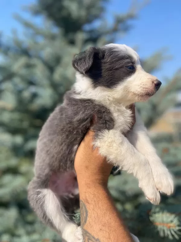 Petmode Köpek Çiftliğinden Border Collie
