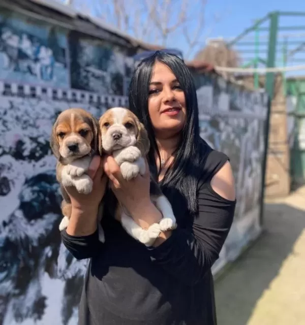Safkan Eli Zabet Beagle Yavrularim