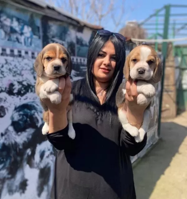 Safkan Eli Zabet Beagle Yavrularim