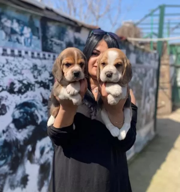 Safkan Eli Zabet Beagle Yavrularim