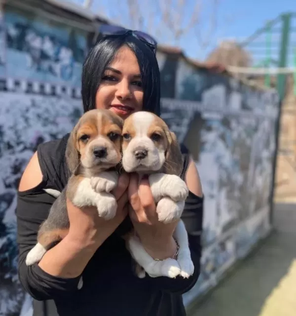 Safkan Eli Zabet Beagle Yavrularim