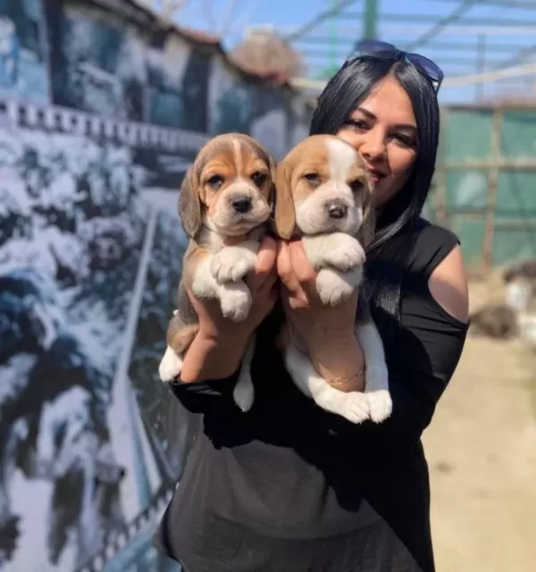 Safkan Eli Zabet Beagle Yavrularim