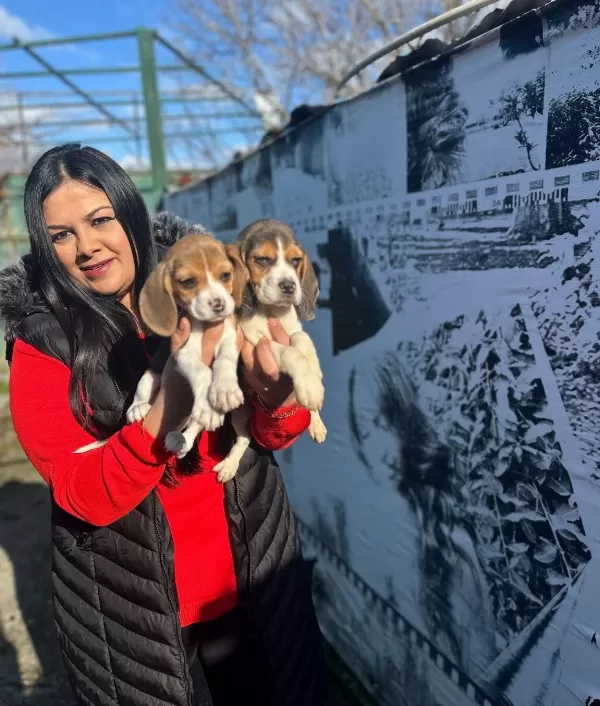Elizabeth Beagle Yavrularım