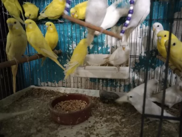 Her Muhabbet Kuşu Vardır
