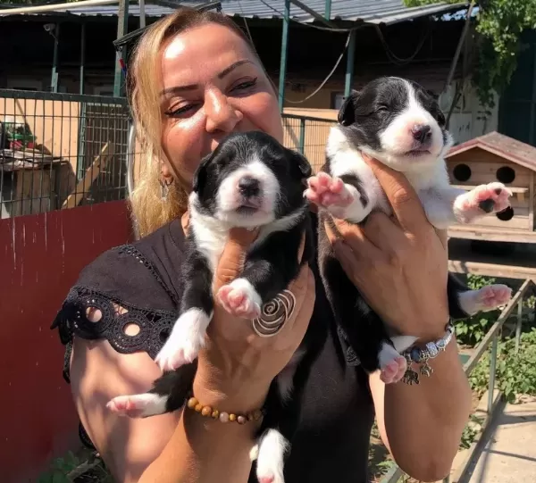 Oyuncu Sevimli Zeki Border Collie Yavrularımız
