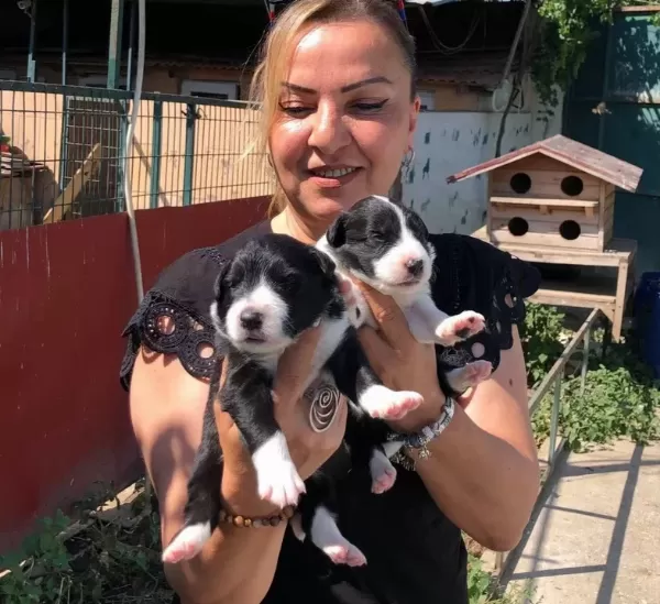 Oyuncu Sevimli Zeki Border Collie Yavrularımız