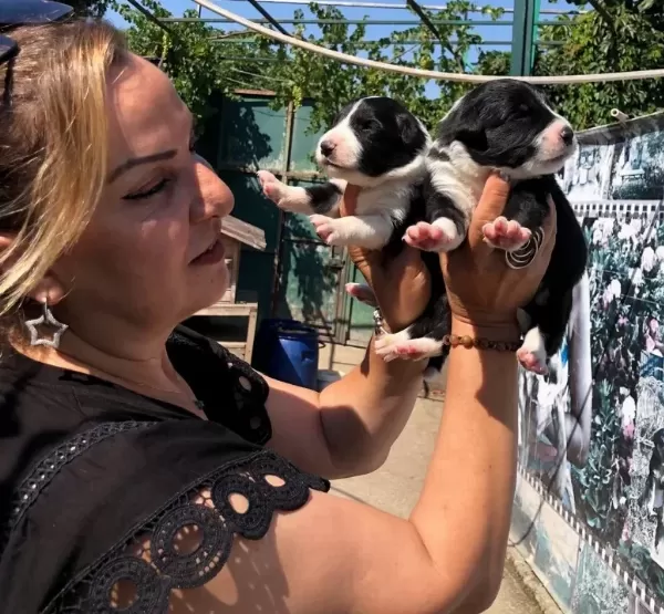 Oyuncu Sevimli Zeki Border Collie Yavrularımız