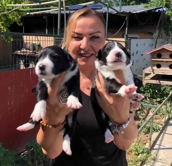 Oyuncu Sevimli Zeki Border Collie Yavrularımız