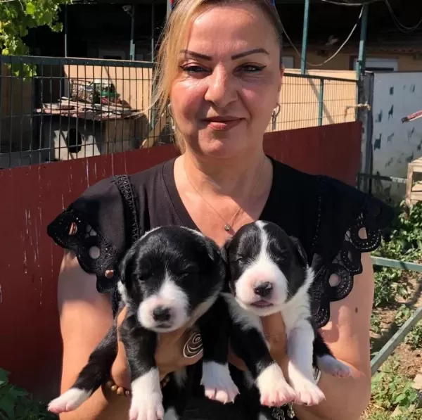 Oyuncu Sevimli Zeki Border Collie Yavrularımız