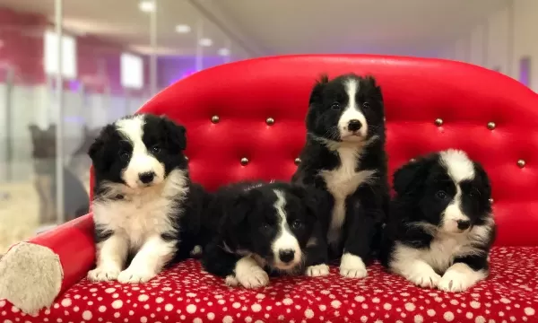 Zeka Küpü Border Collie Yavruları
