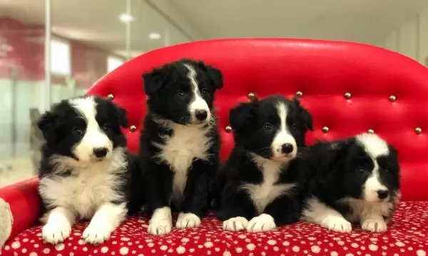 Zeka Küpü Border Collie Yavruları