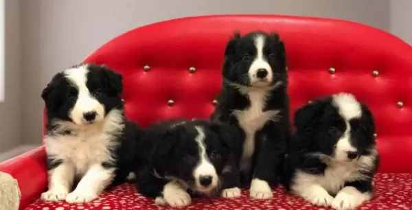 Zeka Küpü Border Collie Yavruları