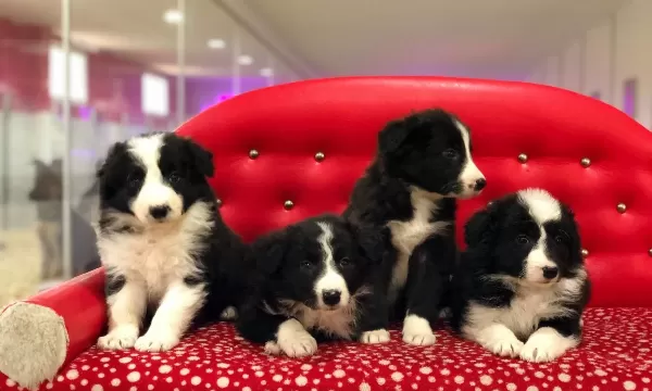 Zeka Küpü Border Collie Yavruları