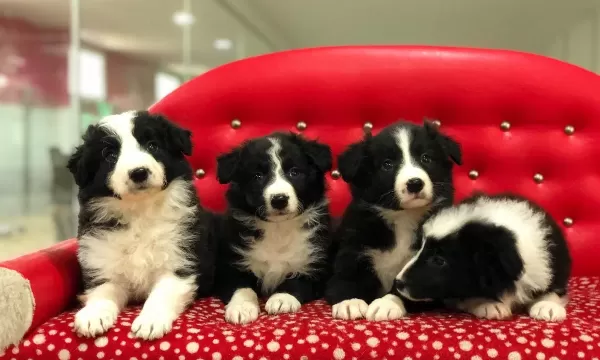 Zeka Küpü Border Collie Yavruları