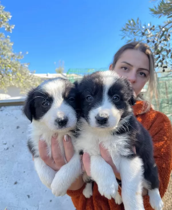 Mükemmel Kalite Border Collie Yavrularımız