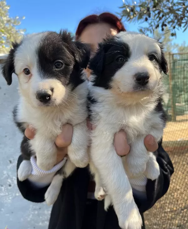 Mükemmel Kalite Border Collie Yavrularımız