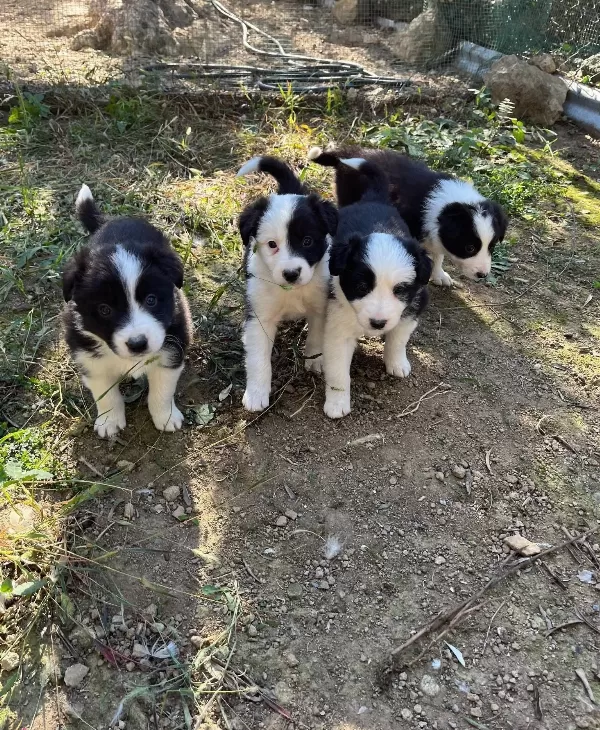 Mükemmel Kalite Border Collie Yavrularımız
