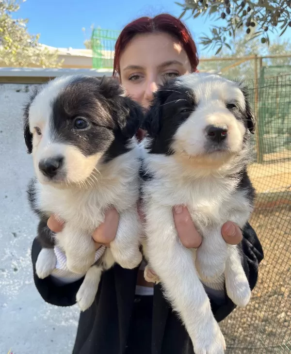 Mükemmel Kalite Border Collie Yavrularımız