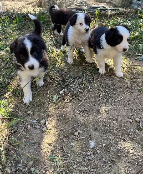 Mükemmel Kalite Border Collie Yavrularımız
