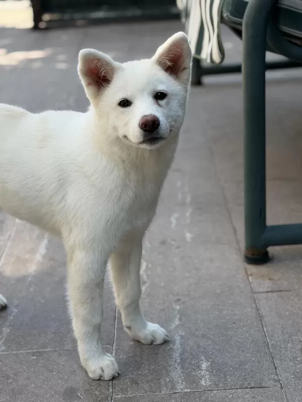 5 Aylık Aşıları Bitmiş Orjinal Japon Akita Yavrumuz