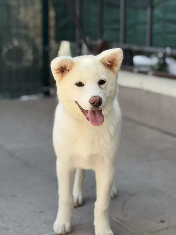 5 Aylık Aşıları Bitmiş Orjinal Japon Akita Yavrumuz