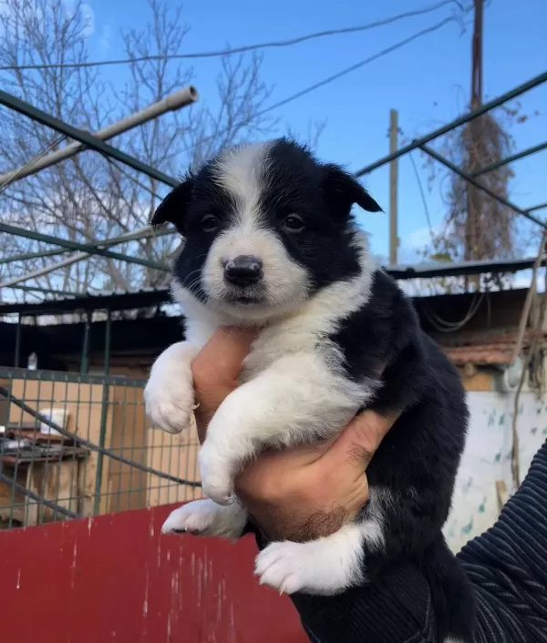 Border Collie Yavrularımız