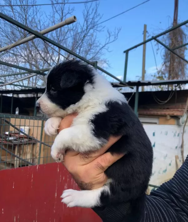 Border Collie Yavrularımız