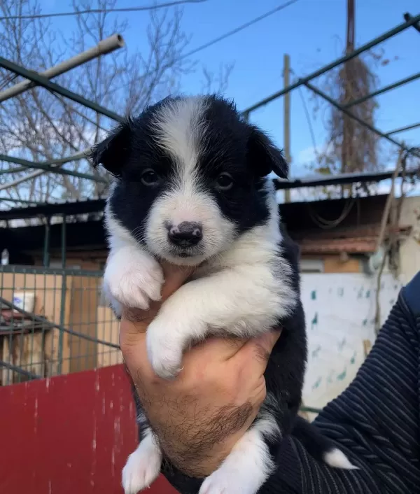 Border Collie Yavrularımız
