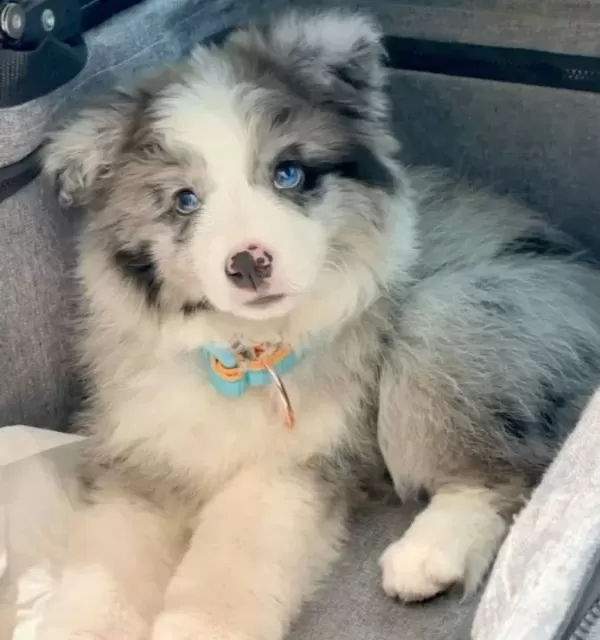 Dünyanin En Akilli Köpekleri̇