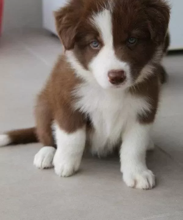 Dünyanin En Akilli Köpekleri̇